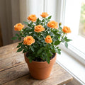 Orange Mini Rose Plant Live in 4 Inch Pot, Miniature Rose Flower Plant for Indoor Outdoor Garden, Patio and Home Decor, 4-6 Inches
