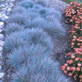 4 Blue Fescue Grasses Plants Well-Rooted, Ornamental Grass Live Plants Perenial, 2 Plants Per Pot, 4 to 8 Inc Tall from Bottom Pot, Fast-Growing Outdoor