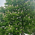 Hardy Chestnut Tree Live Plant 6-12 Inches Tall