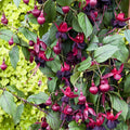 Pack 2 Fuchsia Plants Live, Vibrant Fuchsias Hanging Flowering Plant 3-5 Inches, Gardens, Patios, and Indoor Growing (Black Flowers)
