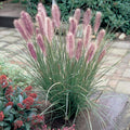 Ornamental Fountain Grass Live Plant Perennial for Outdoor Growing, 4" Pot, Red Fountain Grass Plants Spring Planting