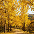 Ginkgo Live Tree, Ornamental Tree, 3-6 Inches Tall