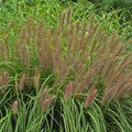 Ornamental Fountain Grass Live Plant Perennial for Outdoor Growing, 4" Pot, Red Fountain Grass Plants Spring Planting