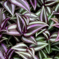 5 Wandering Jew Plants Live Houseplants Cuttings, Purple Wandering Jew Cuttings, Tradescantia Zebrina Live Plant Cuttings Not Plant, No Root