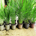 8 Big Lemongrass Live Plants Stalks, Lemon Grass Stalks Well-Rooted, Trim Back Herb Plants Perennial Plants, Lemongrass for Planting Indoor Outdoor