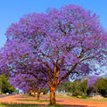 Jacaranda Tree Plant Live, Purple Jacaranda Mimosifolia Tree 6-9 Inches Potted, Ornamental Tree for Outdoor Garden