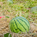 Set 4 of Red Watermelon Plants Live, 4 to 6 Inc Tall, Sweet Watermelon Fruit Live Plant Pot