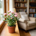 Pink Mini Rose Plant Live in 4 Inch Pot, Miniature Rose Flower Plant for Indoor Outdoor Garden, Patio and Home Decor, 4-6 Inches