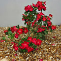 Desert Rose Live Plant, Adenium Desert Rose 4-8'' Tall, Hardy Flowering Succulent for Indoor Outdoor Gardens (Red Flowers)