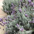Lavender Plant Live, Fragrant Lavender Herb with Purple Blooms, Gardens, Containers, and Indoor Planting 2-3 Inches (Creek)