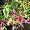 Variegated Honeysuckle Vine Live Plant Perennial 2.5 Inc Pot Fragrant, Honeysuckle Plant Can Grow As Shrub or Vine on Trellis Hedge