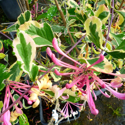 Variegated Honeysuckle Vine Live Plant Perennial 2.5 Inc Pot Fragrant, Honeysuckle Plant Can Grow As Shrub or Vine on Trellis Hedge