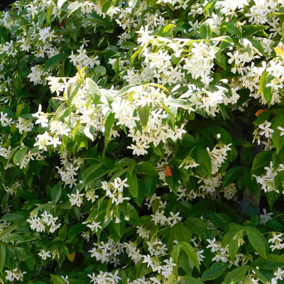 Star Jasmine Live Plant, Live Star Jasmine Plant, White Flowers Vine Live Plants, 4 to 6 Inch Tall, Indoor Outdoor Garden, No Pot, Perennial Flower Starter Plants for Growing