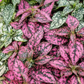 Rose Polka Dot Variegated Plant Live, Small Indoor Plants, 2.5 Inches Pot for Houseplant