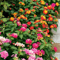 Lantana Live Plant for Planting Outdoors, Set 2 Live Lantana Plants, 4 to 7 Inch Tall, Lantana Perennial Plants, Ready to Plant, Multicolor