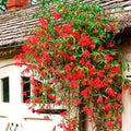 Fragrant Red Coral Honeysuckle Plants Live Vines, Perennial Lonicera Honeysuckle Plants, 5 to 9 Inches Tall