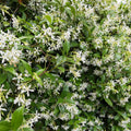 Star Jasmine Plant, White Fragrant Flowers Live Plant, Star Jasmine Plants Live for Planting Indoor Outdoor, 4 to 6 Inch Tall