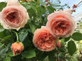 Live Apricot Orange-Pink Rose Bush Plant Live Shrub Rebloomer, Fragrant Rose Bushes Plant Live, Rose for Planting, Starter Size, 4 to 10 Inc Tall