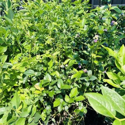 Blueberry Bushes Live Plant, 8-15 Inch Tall, Sweet Blueberry Plant Live for Planting, Berries Fruit Trees Live Plants (North Blueberry Plant)