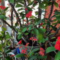 Crown of Thorns Plant, Red Euphorbia Milii Crown of Thorns Plant, Cactus Plant Live in 4 Inches Pot, Live Cactus Plant Indoor