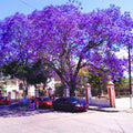 Jacaranda Tree Plant Live, 4 Inc Potted, Jacaranda Mimosifolia Purple Flowering Tree for Planting Outdoor Garden