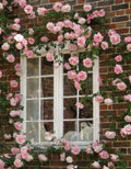 Pink New Dawn Climbing Rose Live Plant, Can Grow As Rose Bushes Shrubs, Fragrant Ready to Plant, Starter Size, 5 to 10 Inc Tall, Dormant in Winter
