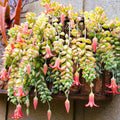 Cotyledon Pendens Succulent Live Plant in 6 Inch Pot, Trailing Succulent Plant Live Houseplant, Cotyledon Pendens Plant