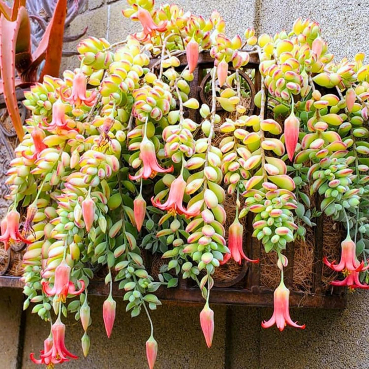 Cotyledon Pendens Succulent Live Plant in 6 Inch Pot, Trailing Succulent Plant Live Houseplant, Cotyledon Pendens Plant