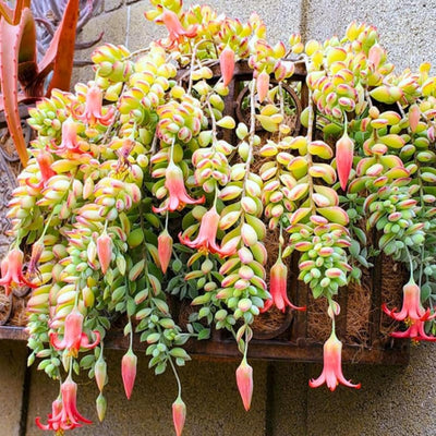 Cotyledon Pendens Succulent Live Plant in 6 Inch Pot, Trailing Succulent Plant Live Houseplant, Cotyledon Pendens Plant