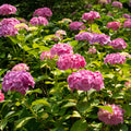 Pink Hydrangea Bush Live Plant, Live Flowering Shrub, 1-1.5 Ft Tall