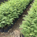 8-10" Blue Jacaranda Tree Live Plant Seedling Well Rooted in Pot, Jacaranda Mimosifolia Plants for Outdoor Planting, 8 to 10 Inc Tall from Bottom Pot