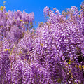 Purple Wisteria Tree Live Plant, 6 to 15 Inch in Height, 2.5 Inch Pot, Well Rooted, Wisteria Vine Plant, Wisteria Tree Live Plant