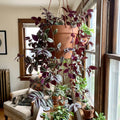 Wandering Jew Plant in 2'' Pot, Tradescantia Plant Live, Tradescantia Trailing Vine, Fast-Growing Indoor Houseplant (Purple Tradescantia Zebrina)