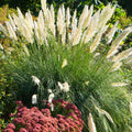 Pampas Grass Plant Live in 2.5" Pot, Ornamental Grass Live Plant for Planting Indoor Outdoor (White Pampas Grass)