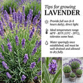 Lavender Plant Live, Fragrant Lavender Herb with Purple Blooms, Gardens, Containers, and Indoor Planting 2-3 Inches (Provence)