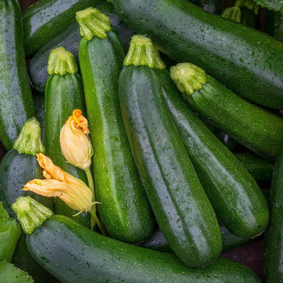 2 Zucchini Plants Live 4'' Pot, Green Squash Vegetable Plant for Garden, Zucchini for Raised Beds, Containers or Outdoor Growing, 2 Plants per Pot