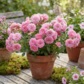 Pink Mini Rose Plant Live in 4 Inch Pot, Miniature Rose Flower Plant for Indoor Outdoor Garden, Patio and Home Decor, 4-6 Inches
