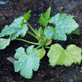 2 Green Zucchini Squash Live Plants, Squash Vegetable Plants Live for Home Garden Plant, from 4'' in Height