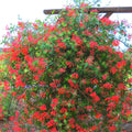 Honeysuckle Bush Climbing, Honeysuckle Plant Live Vine, Fragrant Lonicera Perennial Bushes Shrubs Potted (Major Wheeler)