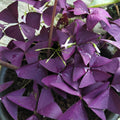 Purple Shamrock Oxalis Triangularis Plant in 4" Pot, Live Oxalis Indoor Houseplant - Easy Care Ornamental Foliage Plant