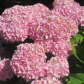 Pink Hydrangea Bush Live Plant, Live Flowering Shrub, 1-1.5 Ft Tall