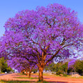 Blue Jacaranda Tree Live Plant 6-8 Inch Tall, Jacaranda Mimosifolia Flowering Plants Well Rooted