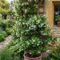 2 Blooming Jasmine Plants Live, Star Jasmine Live Plant, 5 to 7 Inc in Height, Climbing Jasmine Live Plant Outdoor or Indoor