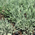Lavender Plant Live, Fragrant Lavender Herb with Purple Blooms, Gardens, Containers, and Indoor Planting 2-3 Inches (Creek)