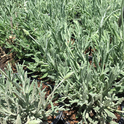 Lavender Plant Live, Fragrant Lavender Herb with Purple Blooms, Gardens, Containers, and Indoor Planting 2-3 Inches (Creek)