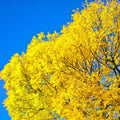 Ginkgo Tree Live Plant, Yellow Fall Leaf Tree, 3-6 Inch Tall