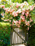 Pink New Dawn Climbing Rose Live Plant, Can Grow As Rose Bushes Shrubs, Fragrant Ready to Plant, Starter Size, 5 to 10 Inc Tall, Dormant in Winter