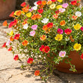 4 Portulaca Plants Live, Moss Rose Flower Plant for Outdoor Garden, Ground Cover Plant for Patio Containers, Borders or Landscape 4-7 Inches (Assorted)