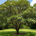 Magnolia Tree Live Plant for Planting, Magnolia Flowers Bush 6 to 12 Inches Height, in Pot, Fragrant Magnolia Shrub (Sweetbay Magnolia)