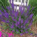 Blue Salvia Plant, Live Sage Plant in Quart Pot, Perennial Herb Plants for Outdoor Indoor Growing